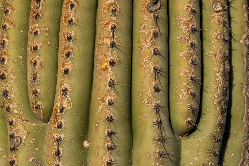 The spines of a saguaro cactus are seen in Saguaro National Park. Credit: John Burcham/SPUN