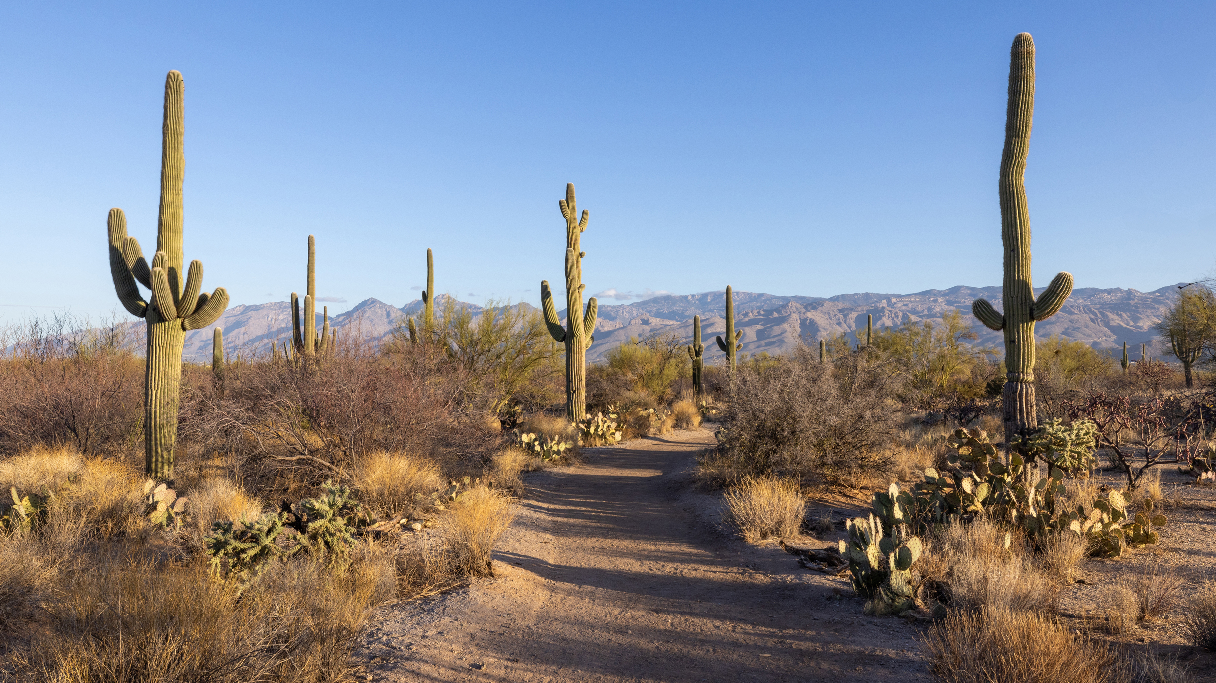The towering size and unique limbs have made saguaros icons of the American West. Credit: John Burcham/SPUN