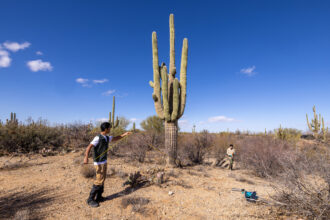 Jinsu Elhance (left) and Justin Stewart, researchers with the Society for the Protection of Underground Networks, measure the distance between soil samples taken near a large saguaro cactus at Saguaro National Park in Arizona. Credit: John Burcham/SPUN