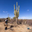 Jinsu Elhance (left) and Justin Stewart, researchers with the Society for the Protection of Underground Networks, measure the distance between soil samples taken near a large saguaro cactus at Saguaro National Park in Arizona. Credit: John Burcham/SPUN
