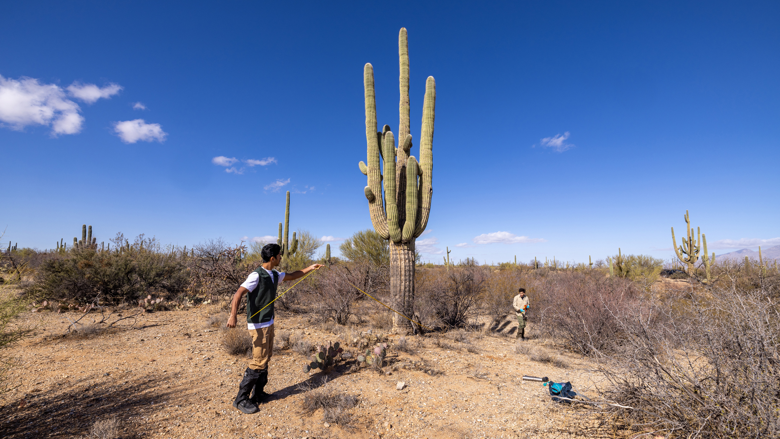 Jinsu Elhance (left) and Justin Stewart, researchers with the Society for the Protection of Underground Networks, measure the distance between soil samples taken near a large saguaro cactus at Saguaro National Park in Arizona. Credit: John Burcham/SPUN
