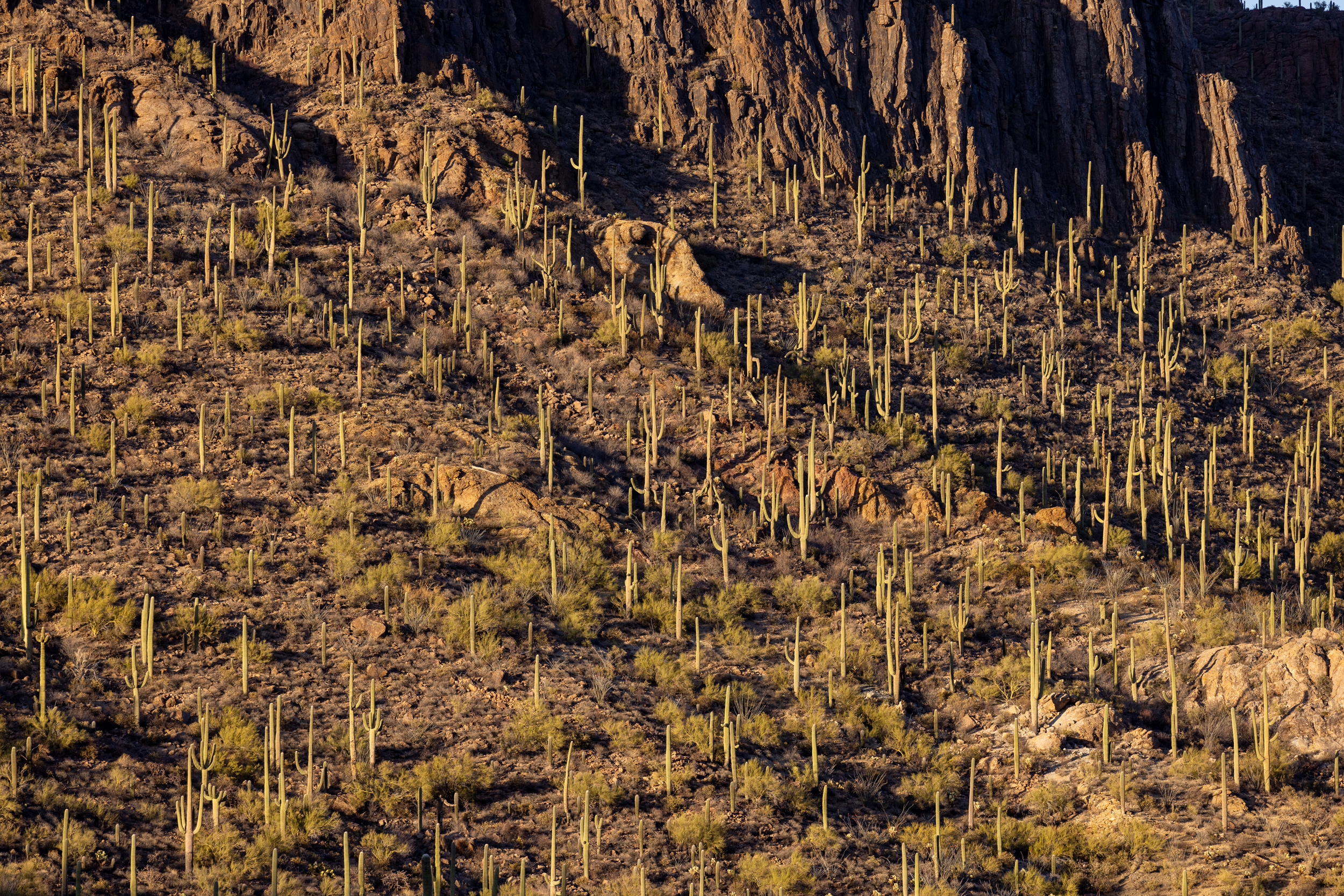 A mountain slope filled with saguaro cactuses at Gates Pass near Saguaro National Park. Credit: John Burcham/SPUN
