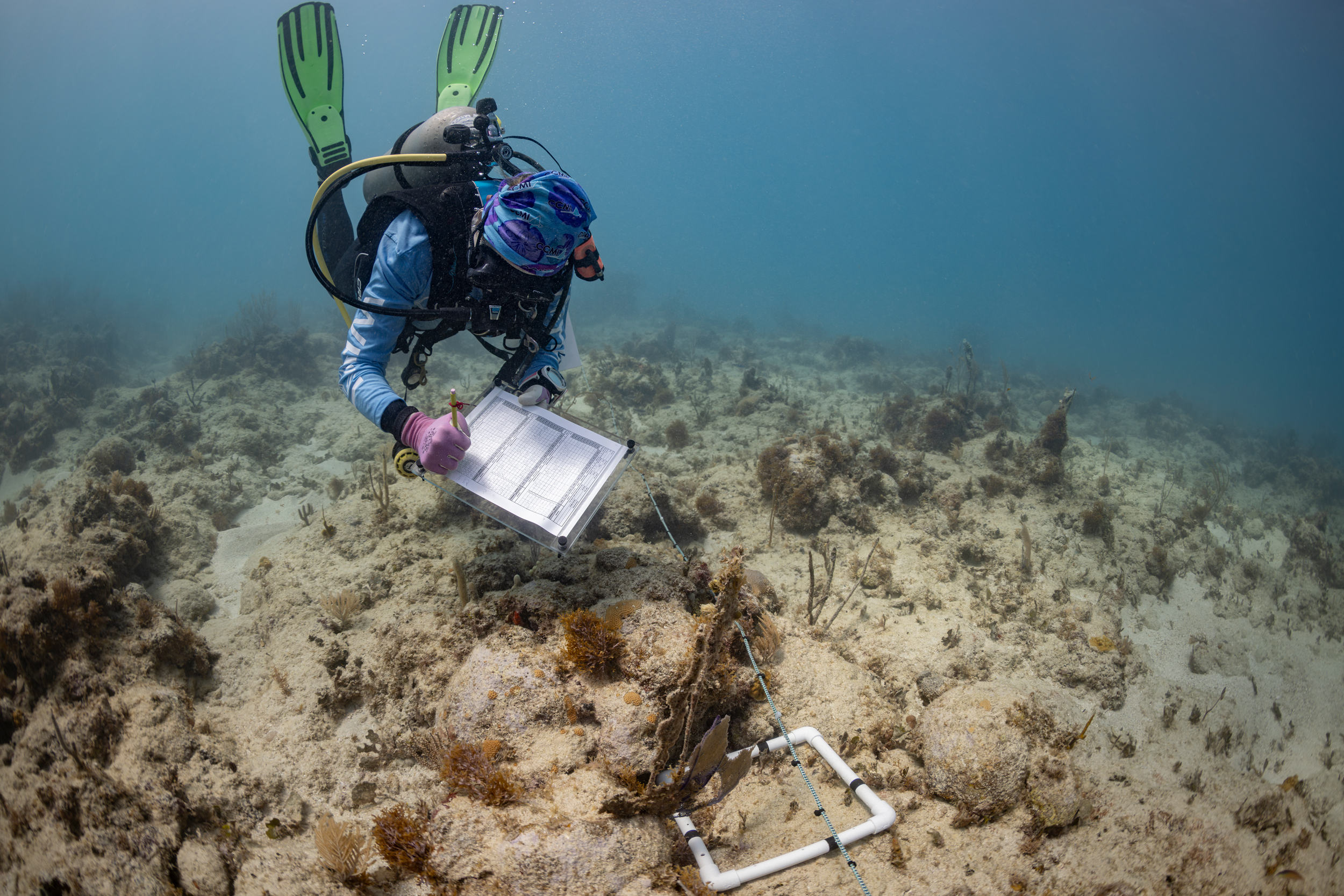 WHOI marine biologist Amy Apprill conducts a visual survey of a degraded coral reef in St. John to count the number of young corals that have recently settled on the reef. Credit: Dan Mele/Woods Hole Oceanographic Institution