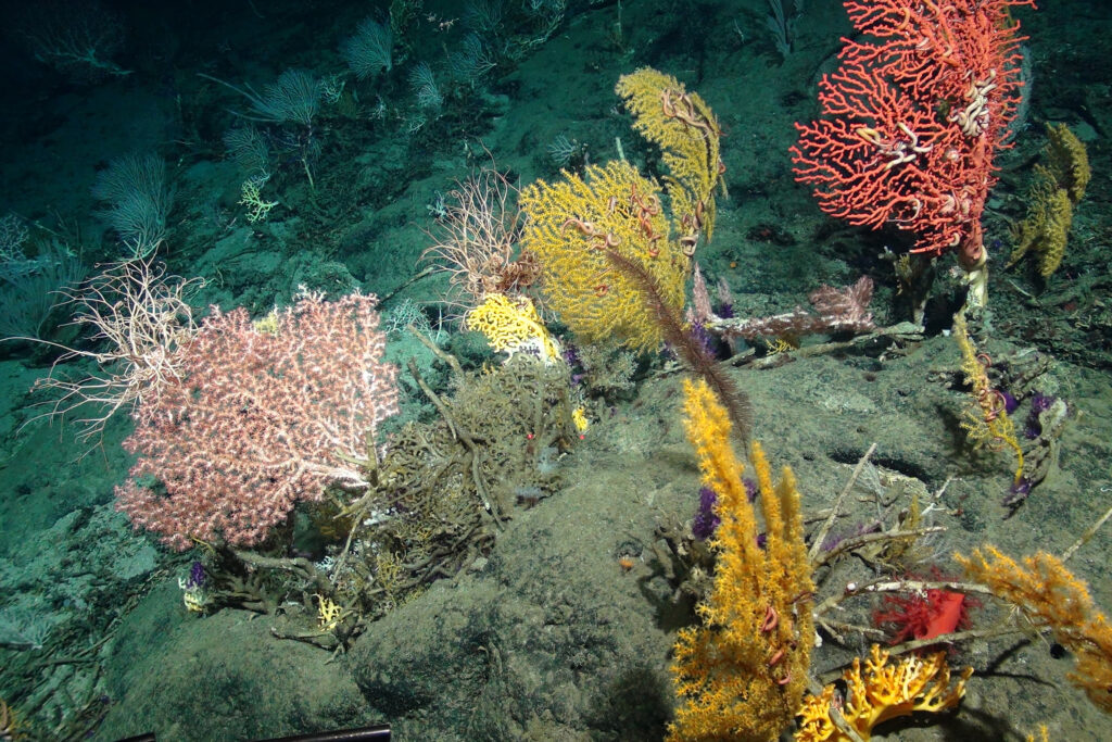 A vibrant deep-sea coral garden on a remote seamount in the Atlantic. Credit: TROPICS/JC094