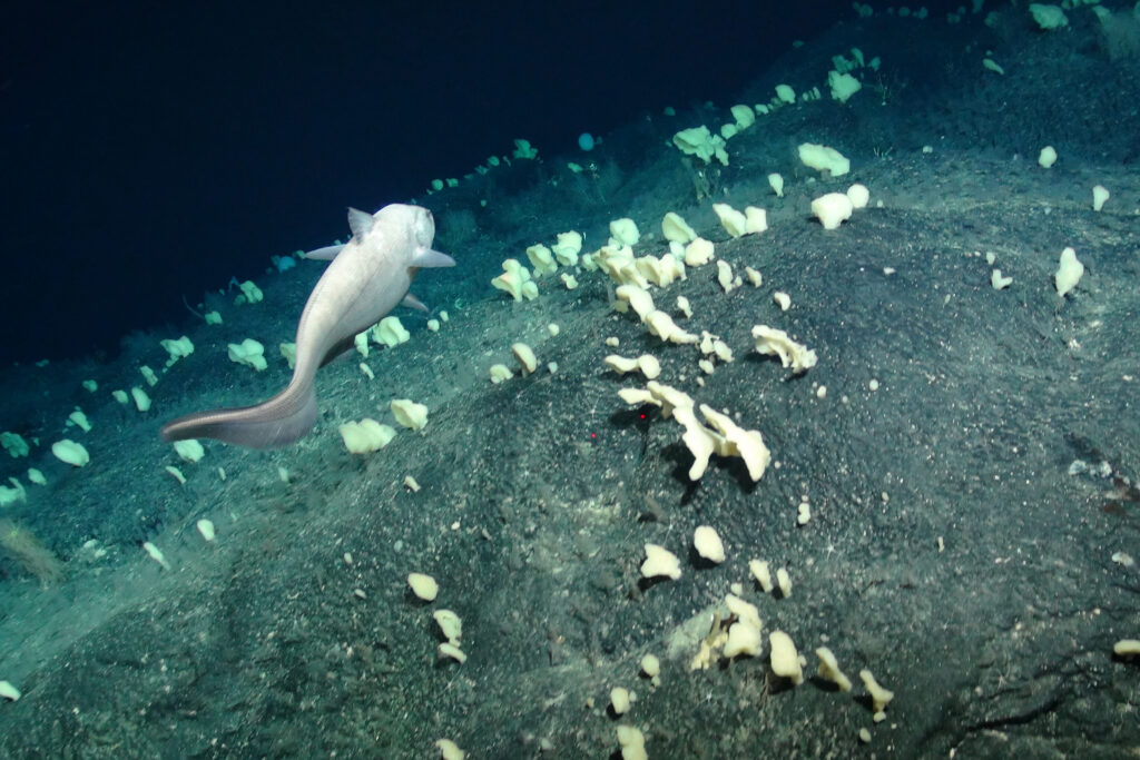 A grenadier (also known as a rattail) swims in a sponge garden habitat on a seamount in the Atlantic Ocean. Credit: Marine E-Tech/JC142