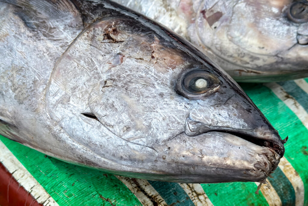 Vendors set tuna out on display tables at the Honiara market, where seafood can be found from around the islands. Credit: Nathan Eagle/Civil Beat