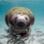 A Florida manatee is seen at the Crystal River National Wildlife Refuge. Credit: Keith Ramos/USFWS