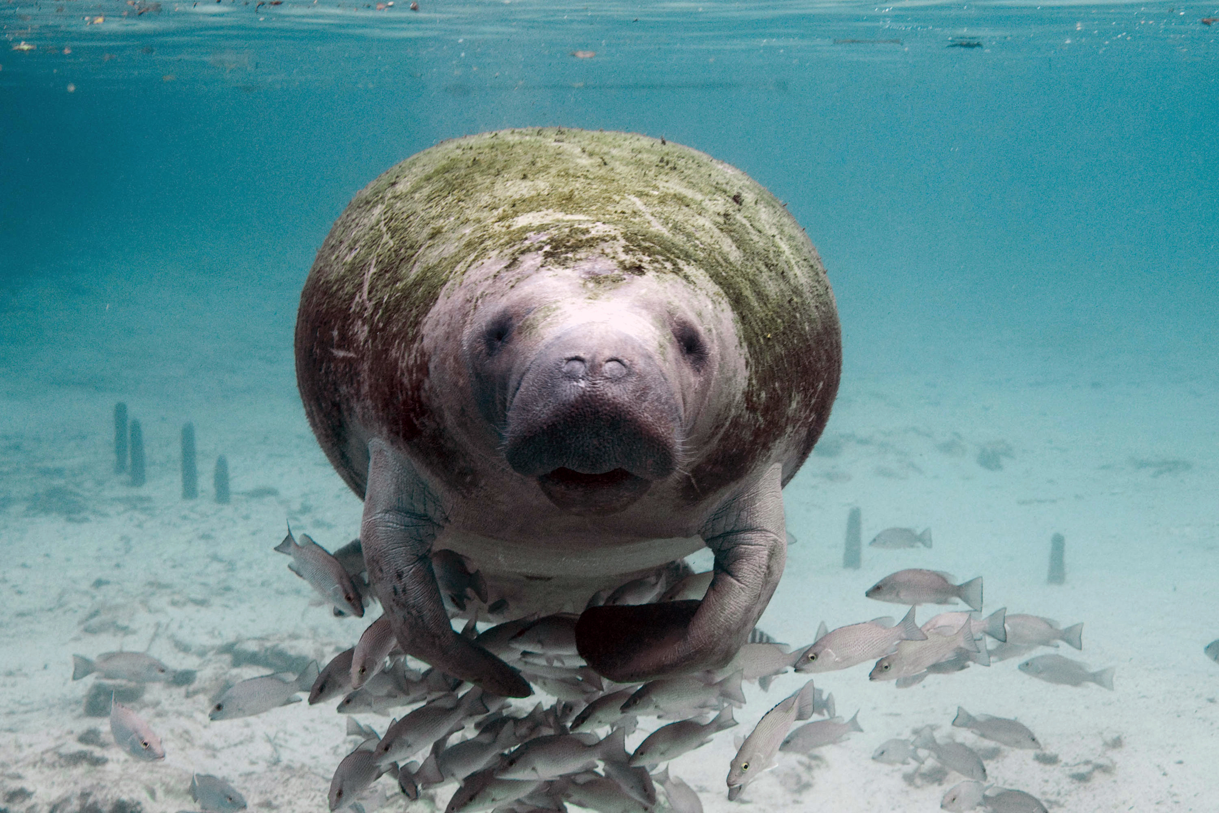 A Florida manatee is seen at the Crystal River National Wildlife Refuge. Credit: Keith Ramos/USFWS