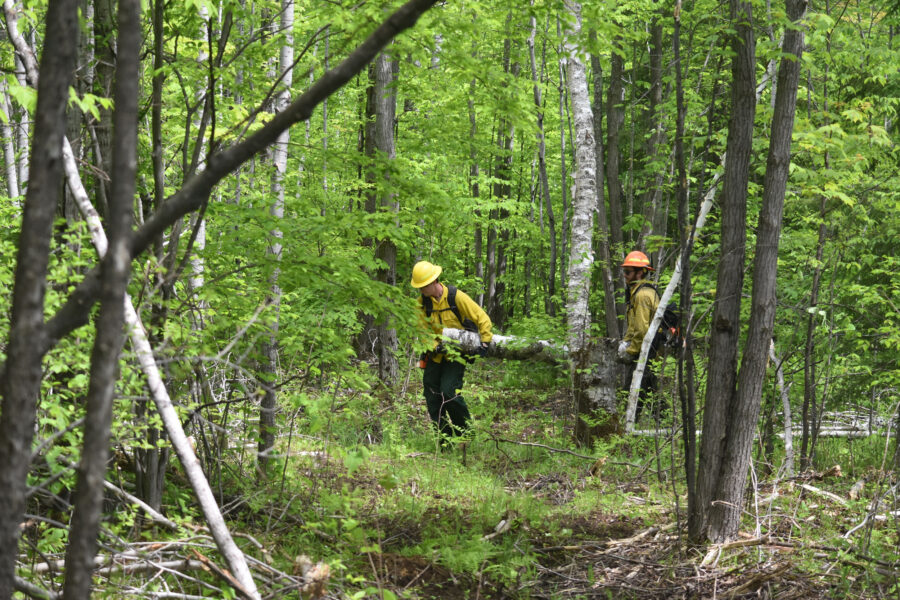 Fuels management specialists for the Chequamegon-Nicolet Nation Forest move a downed tree to open a path for vehicles on May 29 in Wisconsin. Credit: Eric A. Britton/USDA Forest Service