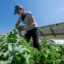 Brittany Staie, with the National Renewable Energy Laboratory, gathers samples of vegetables that are being grown at the NREL agrivoltaic solar garden in Golden, Colo. Credit: Werner Slocum/NREL