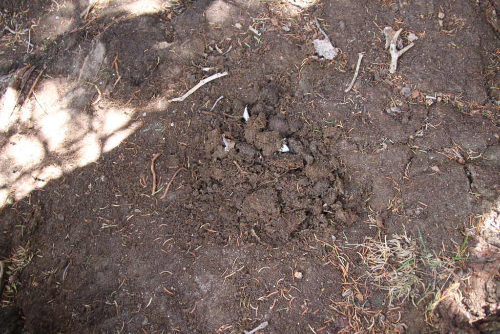 Human excrement is loosely buried under topsoil on the hillside above Lonesome Lake in July 2025. Credit: Mike Koshmrl/WyoFile