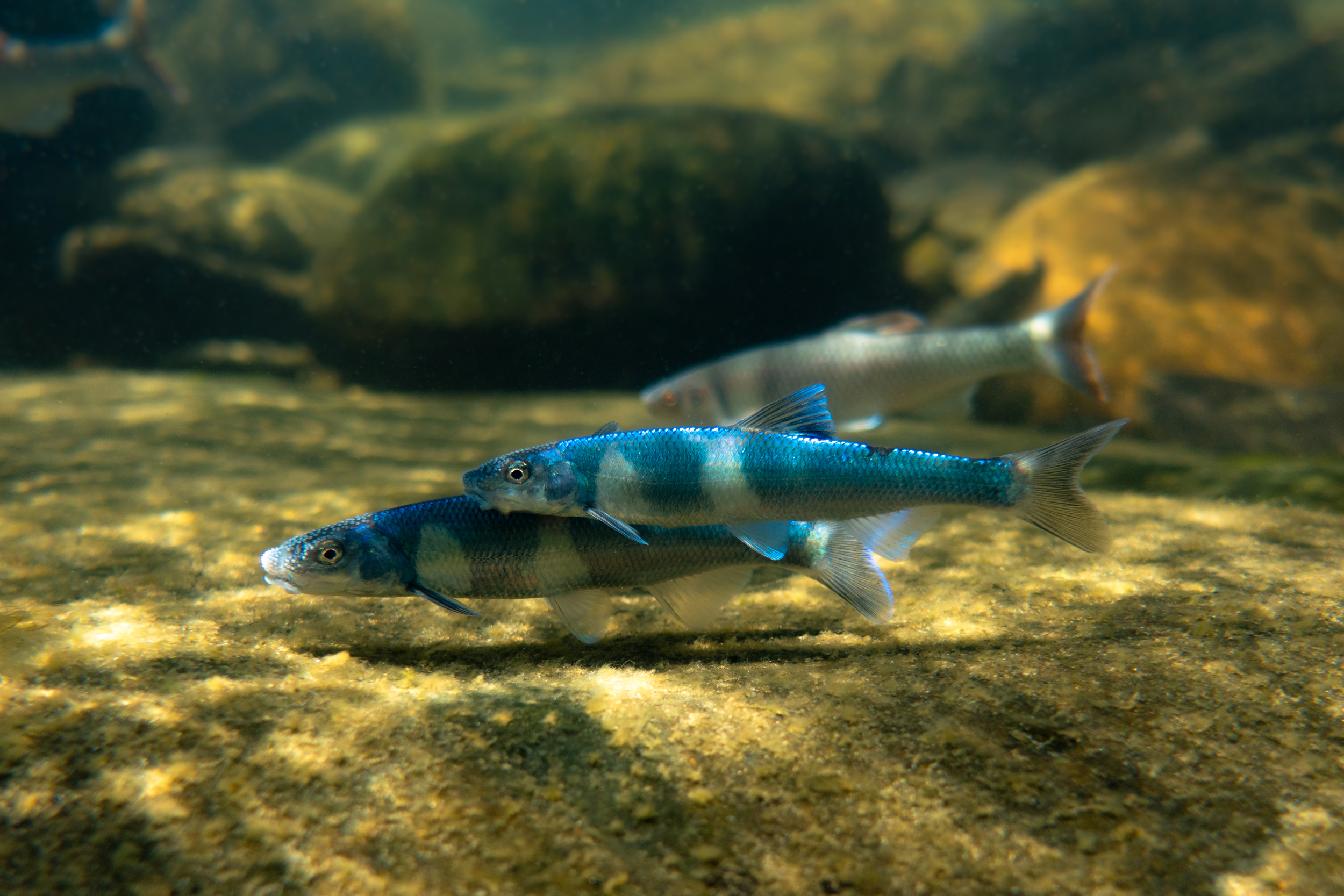 The Spotfin Chub (Erimonax monachus) is a species that has been threatened since 1977, and has been propagated at Conservation Fisheries Incorporated since 1994. Credit: Derek Wheaton