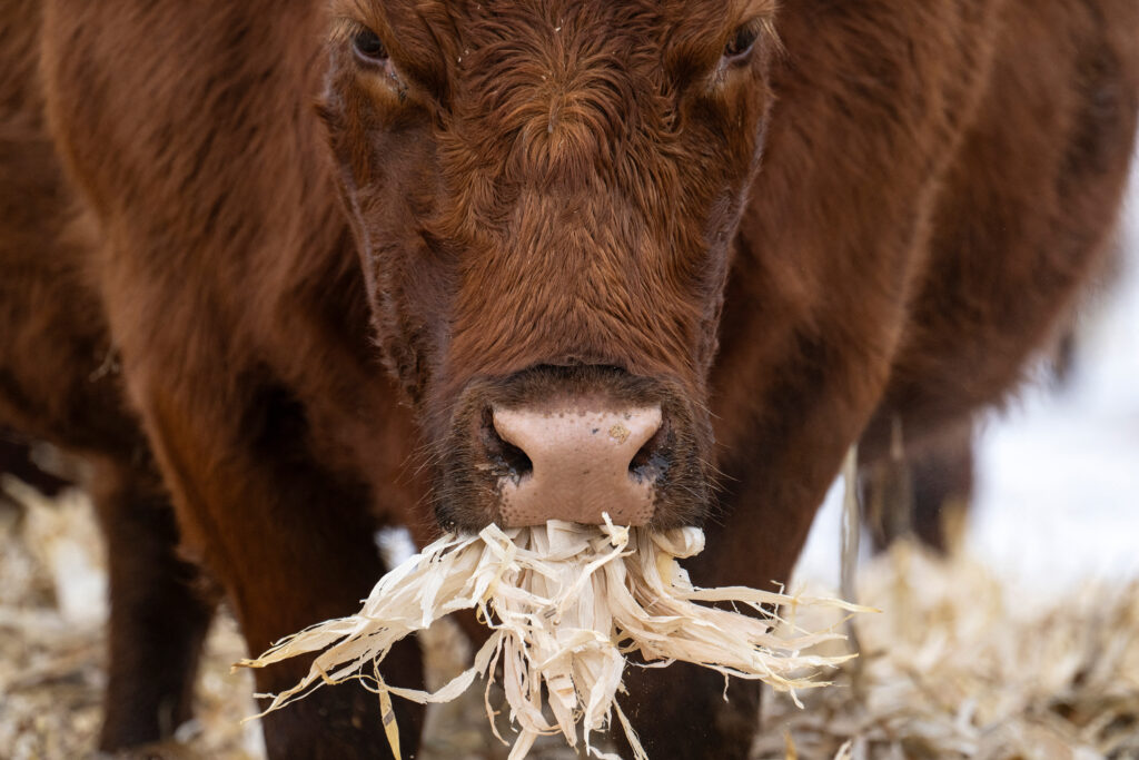 A cow eats part of a corn stalk bale at a farm in Vinton, Iowa, on Jan. 11, 2024. Credit: Jim Watson/AFP via Getty Images