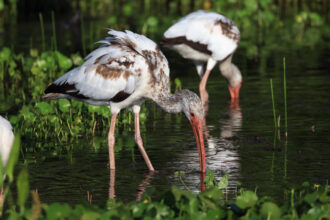Two birds are visible, long beaks in the water beside plants