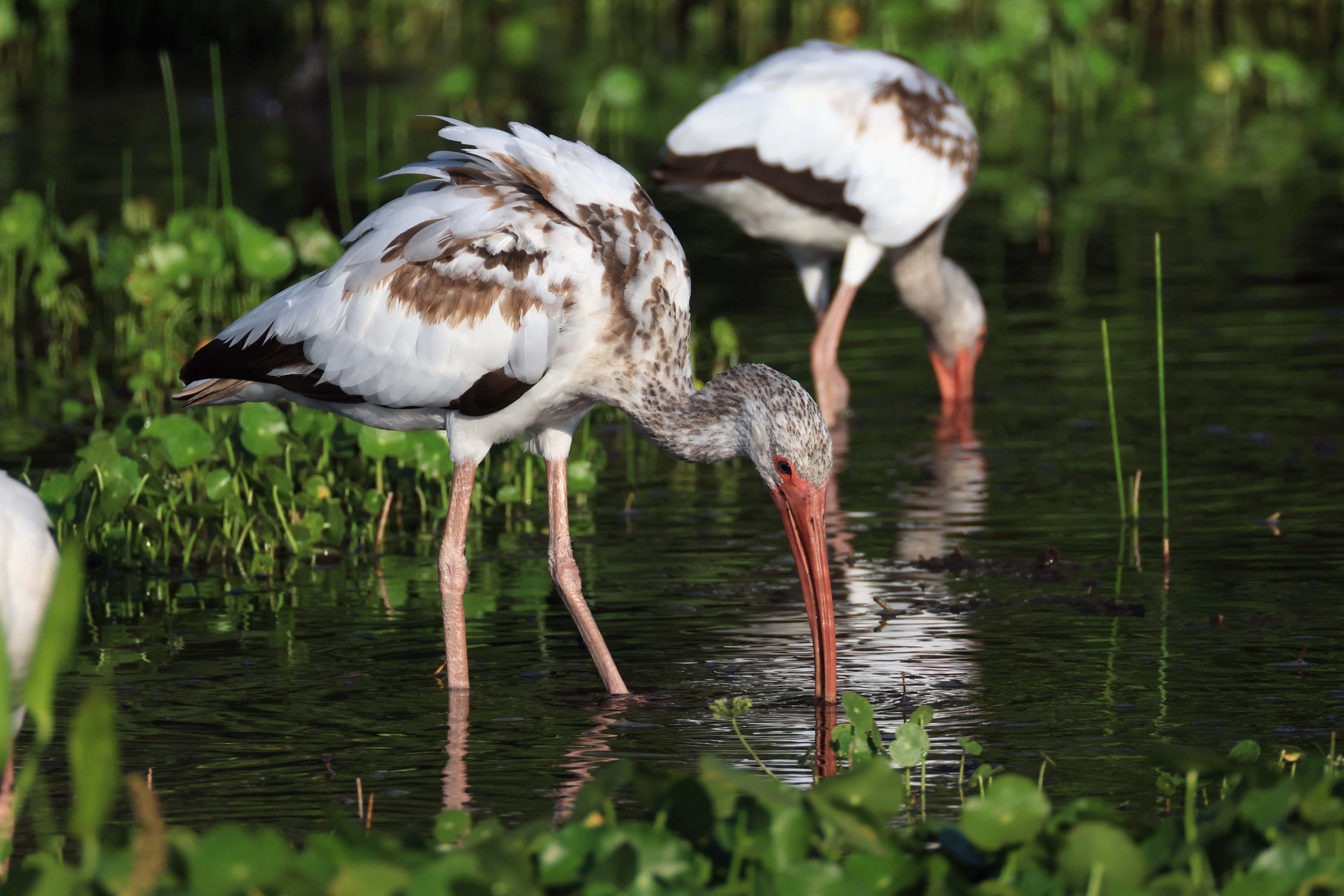 Two birds are visible, long beaks in the water beside plants