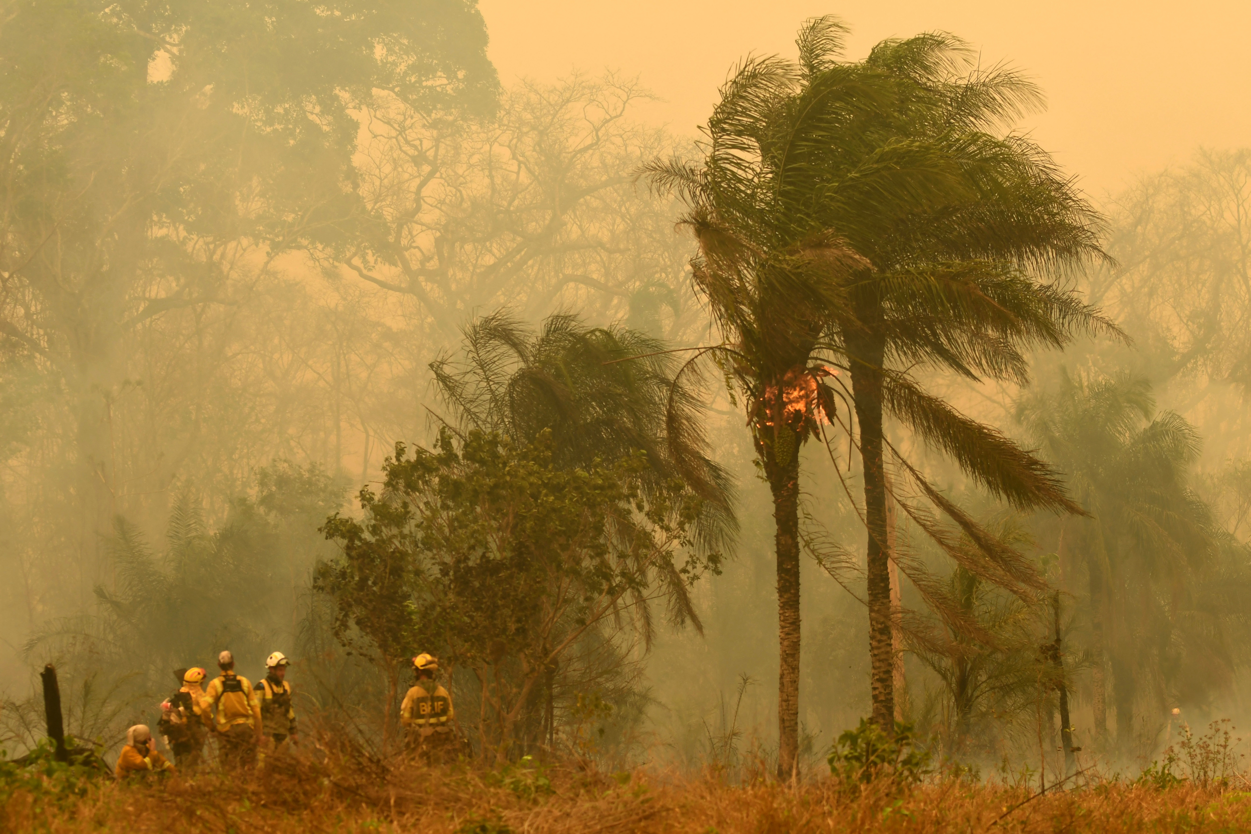 Spanish firefighters stand next to a burning tree during a wildfire in Concepcion, Boliva, on Sept. 24, 2024. Credit: Rodrigo Urzagasti/AFP via Getty Images