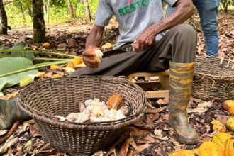 A farmer harvests cocoa beans from the fruit in Ghana on Nov. 21, 2024. Credit: Christina Peters/picture alliance via Getty Images