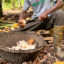 A farmer harvests cocoa beans from the fruit in Ghana on Nov. 21, 2024. Credit: Christina Peters/picture alliance via Getty Images