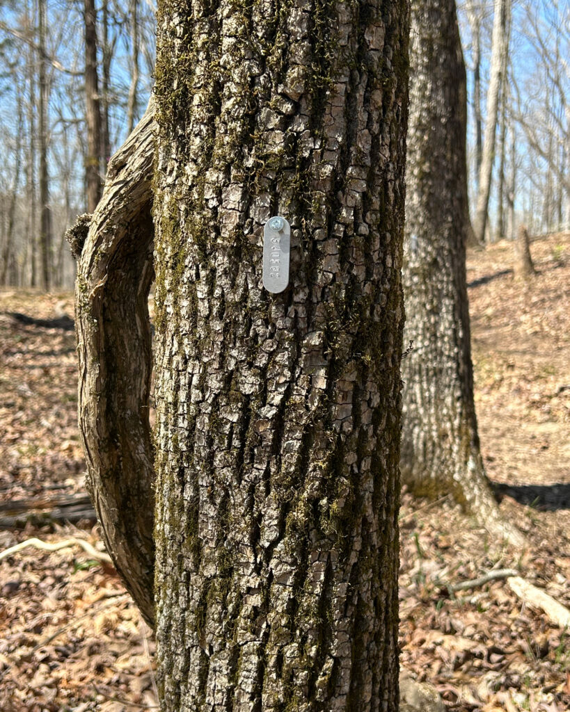 One of the stems that has been tagged and numbered on the census plot. Credit: Lanier Isom/Inside Climate News
