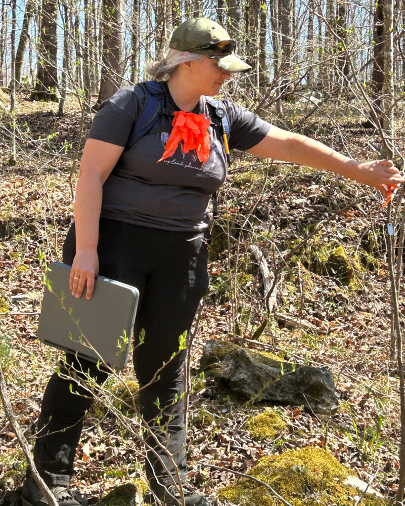 Helen Czech with Alabama A&M is tagging and tracking portions of the census plot after four years to determine what trees have survived and what changes have occurred. Credit: Lanier Isom/Inside Climate News
