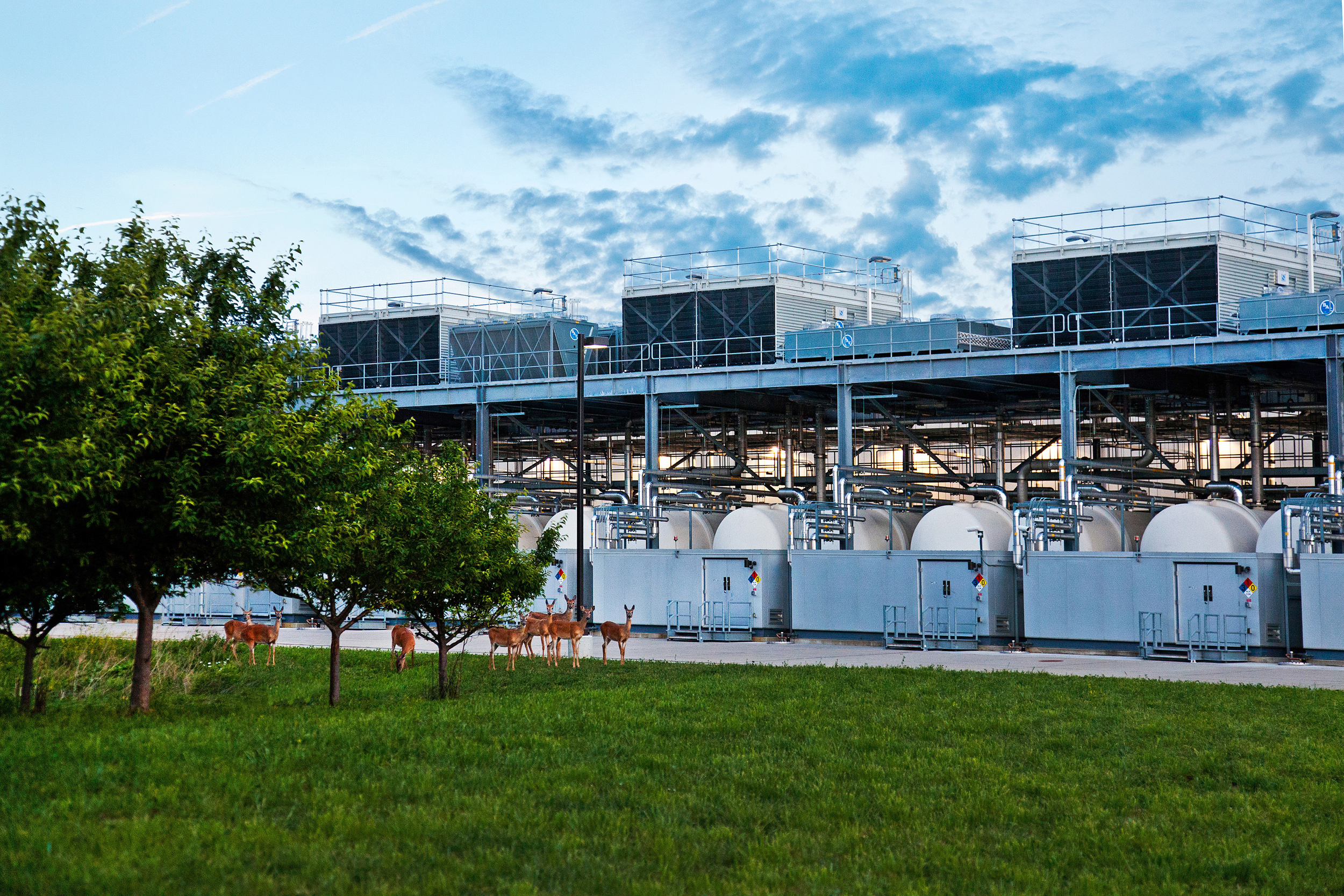 A herd of deer is seen outside Google’s data center in Council Bluffs, Iowa. Credit: Google