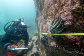 Researcher Alyssa Gehman from the Hakai Institute counts and measures sunflower sea stars in Burke Channel on the Central Coast of British Columbia. Credit: Bennett Whitnell/Hakai Institute