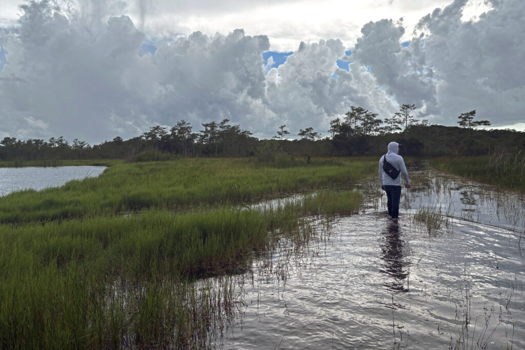 Curtis Osceola of the Miccosukee Tribe walks through the marsh less than two miles from Alligator Alcatraz. Credit: Amy Green/Inside Climate News