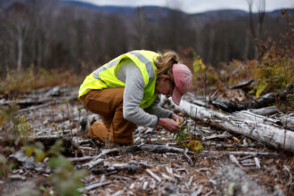 Sally Thodal examines fresh seedlings in a logged section of Vermont’s Green Mountain National Forest on Nov. 12, 2022. Credit: Carlin Stiehl/The Boston Globe via Getty Images