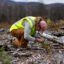 Sally Thodal examines fresh seedlings in a logged section of Vermont’s Green Mountain National Forest on Nov. 12, 2022. Credit: Carlin Stiehl/The Boston Globe via Getty Images