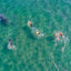 Tourists snorkel next to a whale shark in a protected area at Bahía de La Paz on January 25, 2021, in La Paz, Mexico. Credit: Alfredo Martinez/Getty Images