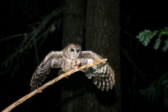 A female northern spotted owl catches a mouse on a stick held by a wildlife biologist on the Hoopa Valley Reservation in August 2024. Credit: The Washington Post via Getty Images