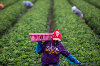 Farmworkers pick strawberries in a field on June 12 in Oxnard, Calif. Credit: Apu Gomes/AFP via Getty Images