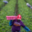 Farmworkers pick strawberries in a field on June 12 in Oxnard, Calif. Credit: Apu Gomes/AFP via Getty Images