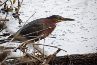 A green heron is seen in South Jersey’s Black Run Reserve. Credit: Adam Nolan/Climate Revolution Action Network