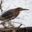 A green heron is seen in South Jersey’s Black Run Reserve. Credit: Adam Nolan/Climate Revolution Action Network