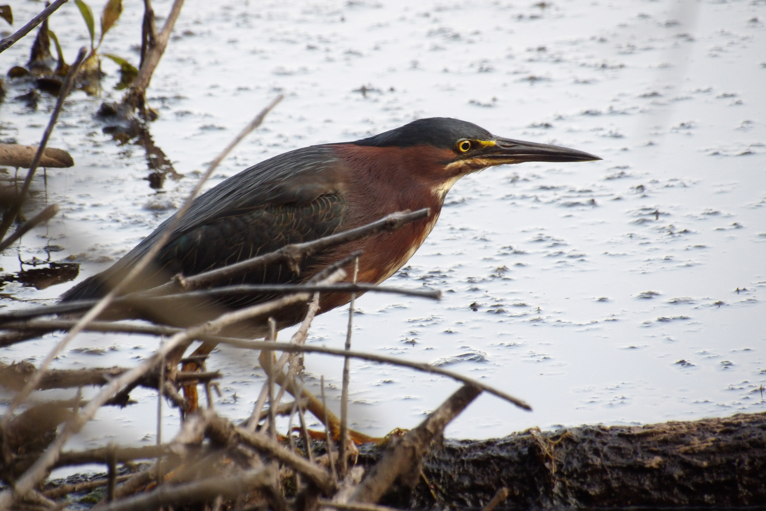 A green heron is seen in South Jersey’s Black Run Reserve. Credit: Adam Nolan/Climate Revolution Action Network