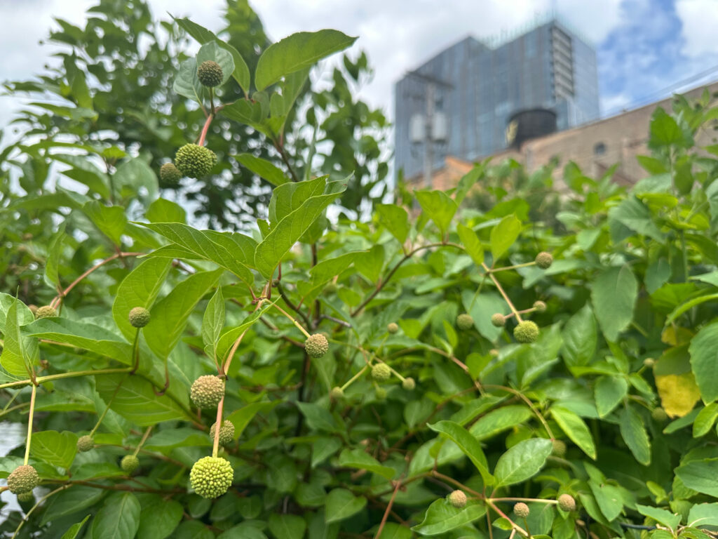 Urban Rivers worked with the Chicago Botanic Garden to decide on the best plant species to enhance biodiversity in the Chicago River’s Wild Mile. Credit:
Leigh Giangreco/Inside Climate News