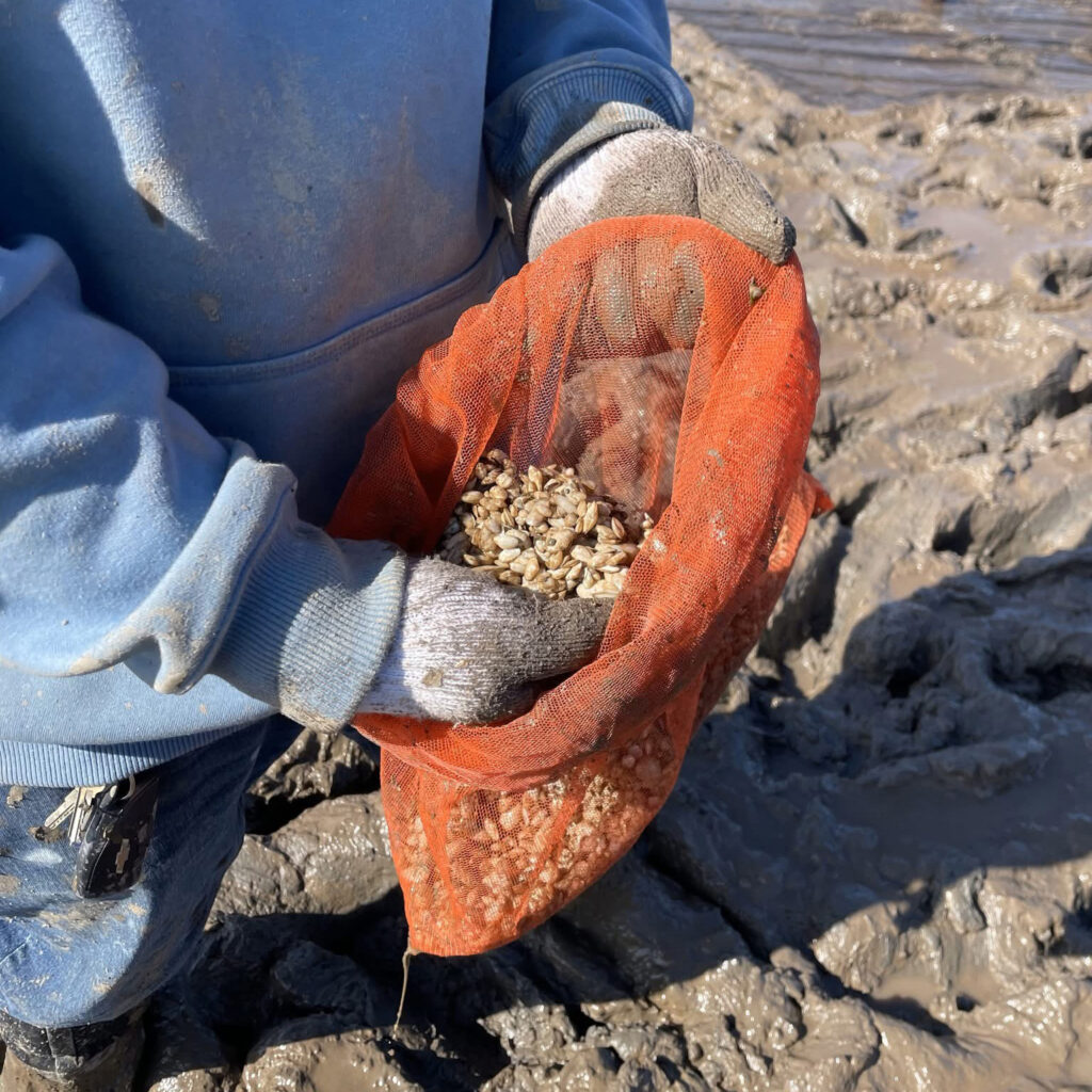 A volunteer handles juvenile clams in the mudflats that are home to the Sipayik community clam garden. Credit: Courtesy of Erik Francis