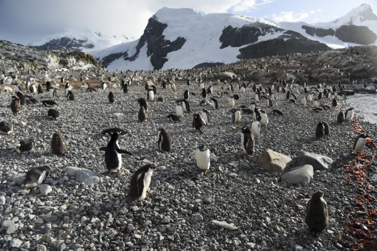 Gentoo penguins on Cuverville Island in the western Antarctic. Like seals and whales, they eat krill, an inch-long shrimp-like crustacean that forms the basis of the Southern Ocean food chain. But penguin-watchers say the krill are getting scarcer in the western Antarctic peninsula, under threat from climate change and fishing. Credit: Eitan Abramovich/AFP via Getty Images