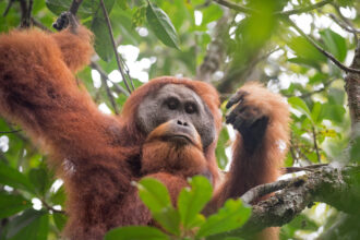 The Tapanuli orangutan is threatened by a Chinese-built hydroelectric dam in North Sumatra, Indonesia. Credit: Yayasan Ekosistem Lestari and Sumatran Orangutan Conservation Programme