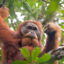 The Tapanuli orangutan is threatened by a Chinese-built hydroelectric dam in North Sumatra, Indonesia. Credit: Yayasan Ekosistem Lestari and Sumatran Orangutan Conservation Programme