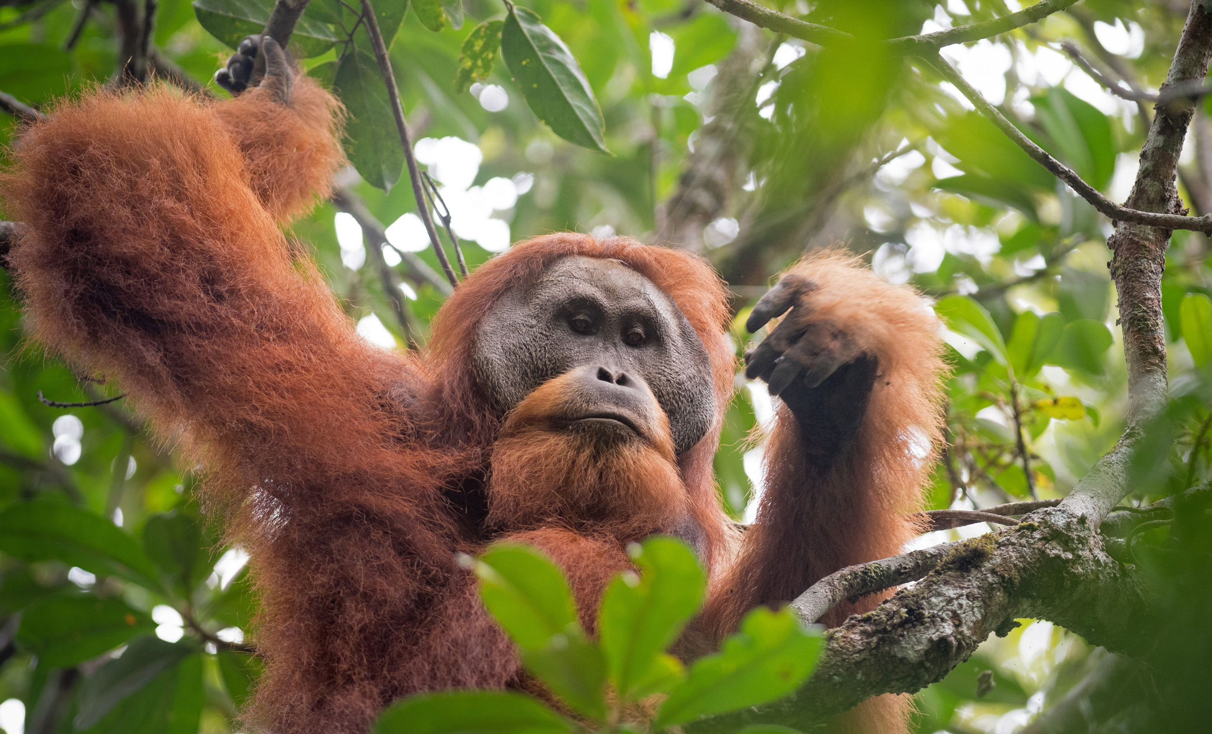 Sumatra s Deadly Floods May Have Pushed A Rare Ape Closer To The Brink 