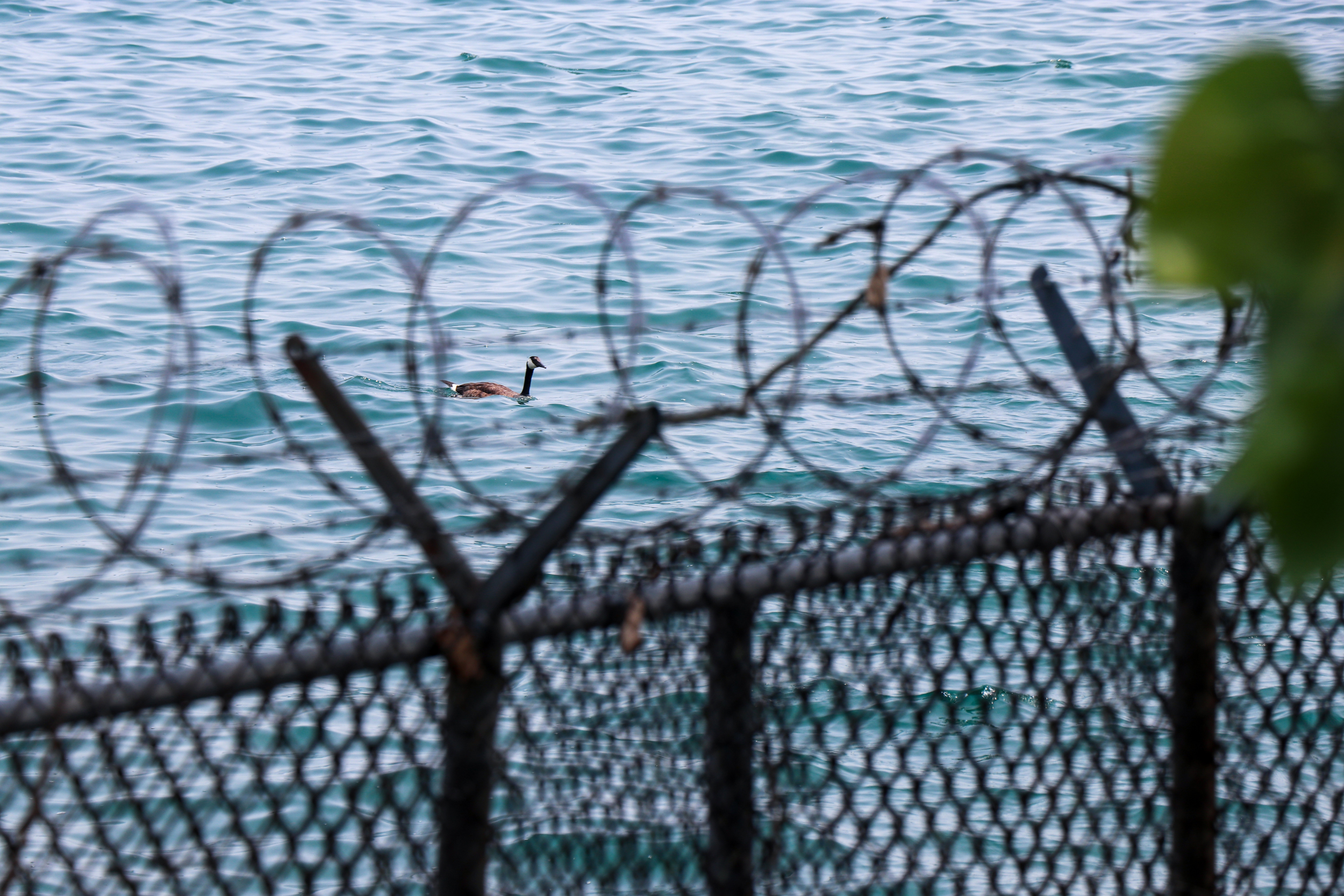 A Canada goose swims in Lake Michigan next to the Chicago Area Confined Disposal Facility in Chicago’s Southeast Side. Credit: Christiana Freitag/Inside Climate News