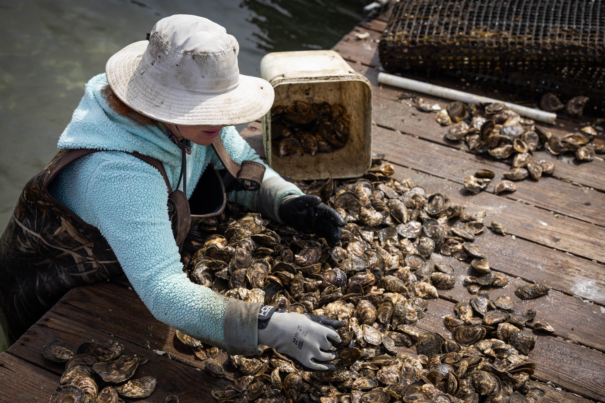 A worker with Maris Stella Oysters sorts oysters by size on a floating platform in the Great South Bay of New York. Credit: Elaine Sanders