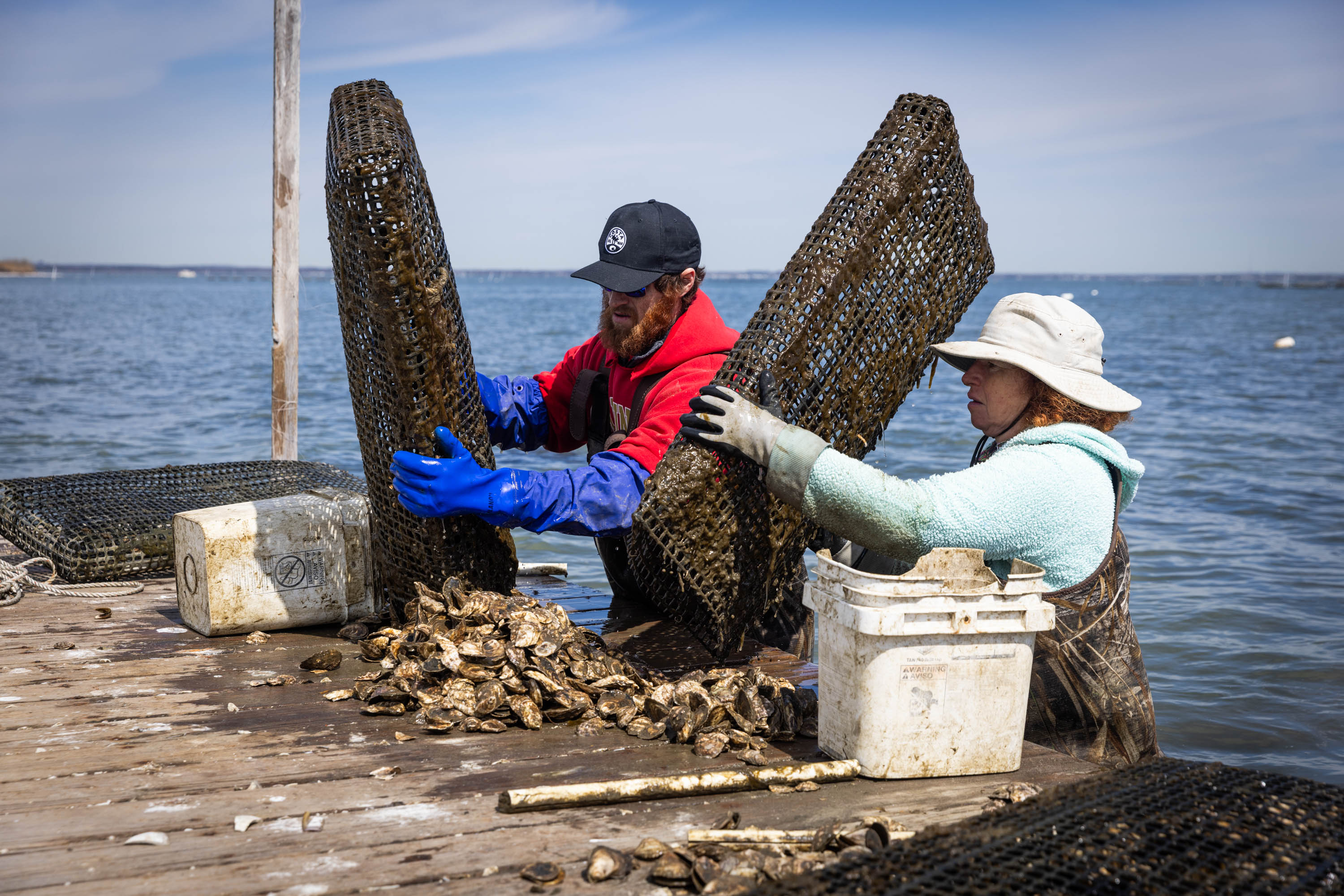 Workers dump blue point oysters from growing bags on an oyster farm in Great South Bay, New York. Credit: Elaine Sanders