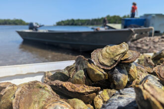 Freshly cleaned oysters are seen in Nova Scotia’s Chance Harbour. Credit: Molly MacNaughton/IJB