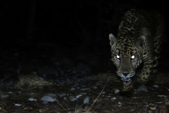 A field camera captures an endangered jaguar roaming in southern Arizona on Aug. 6. Credit: Courtesy of the University of Arizona Wild Cat Research and Conservation Center