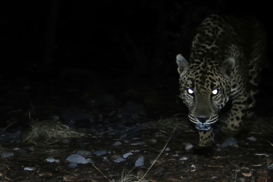 A field camera captures an endangered jaguar roaming in southern Arizona on Aug. 6. Credit: Courtesy of the University of Arizona Wild Cat Research and Conservation Center