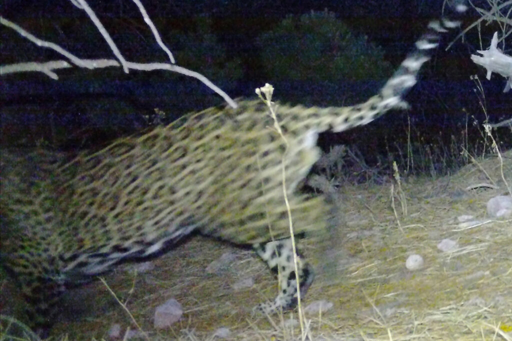 These images were discovered Aug. 6 on a field camera by one of some 40 volunteer citizen-scientists who help monitor endangered jaguars and ocelots roaming in southern Arizona for the nonprofit University of Arizona Wild Cat Research and Conservation Center in Tucson, Ariz. Credit: Courtesy of the University of Arizona Wild Cat Research and Conservation Center
