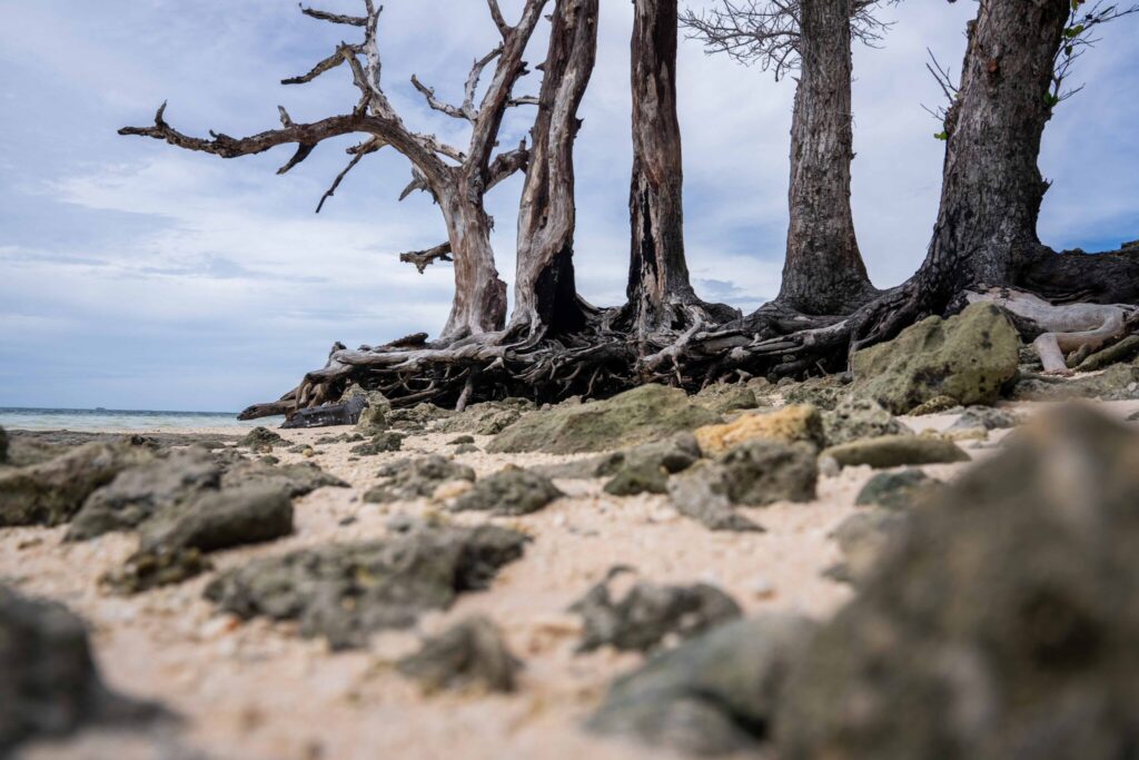 The dead trees at Laura Beach Park were not killed by fire but by the seawater that has intruded as erosion and sea levels rise. Credit: Chewy Lin/Civil Beat